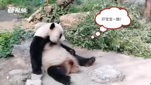 动物最新爆料,揭秘神秘生物生活习性 第2张 动物最新爆料,揭秘神秘生物生活习性 第2张